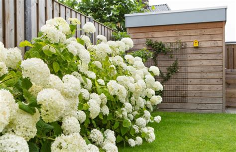 Hortensia Zomerhit In De Tuin GroenRijk