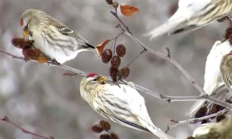 How Birds Survive Winter