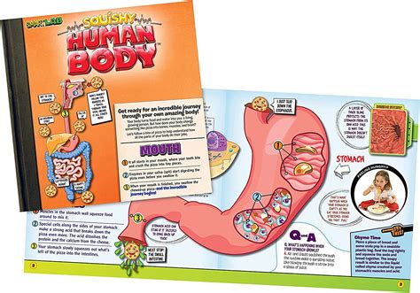 Buy Smartlab Toys Squishy Human Body With 21 Removable Body Parts With
