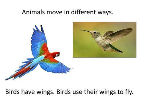Ppt How Do Animals Move Powerpoint Presentation Free Download Id