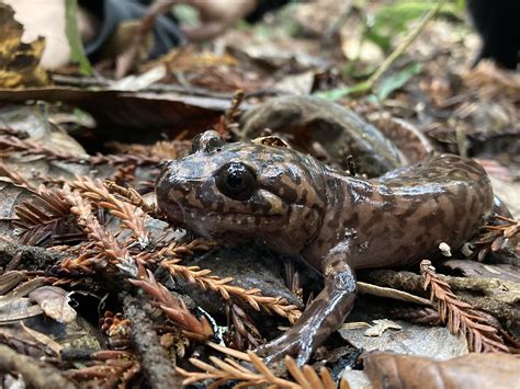 California Giant Salamander Rherpetology