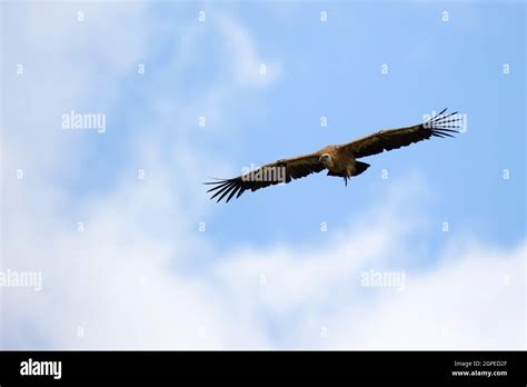 Griffon Vulture Gyps Fulvus In Flight Photographed In Israel In