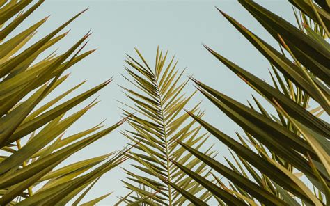 Download Wallpaper 1920x1200 Palm Leaves Branches Sky