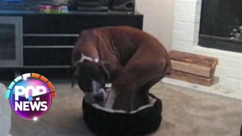 Video Big Dog Tries To Squeeze Into Tiny Bed Abc News
