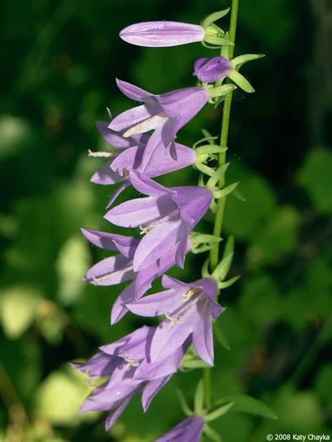 Identify Purple Bell Shaped Flowers