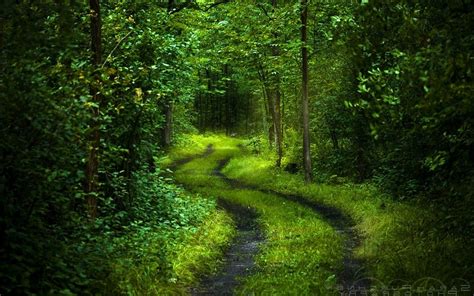 2 фразы в 1 тематике. Intriguant forêt verte lime avec une étrange chemin ...