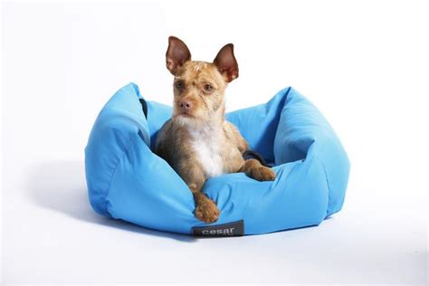 Cesar Millan On Twitter My New Dog Beds Come In A Variety Of Bold