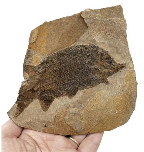 Fossils Lower Permian Fossil Fish From Oderheim Germany