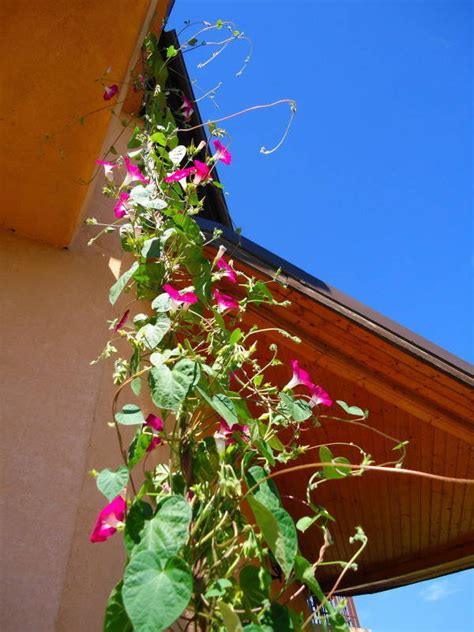 Download morning glory flower images and photos. The House with Morning Glories - Dave's Garden