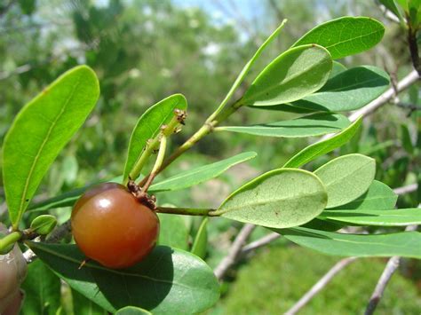 Nance Fruit Is A Fruit Tree Native To Tropical America The Plant