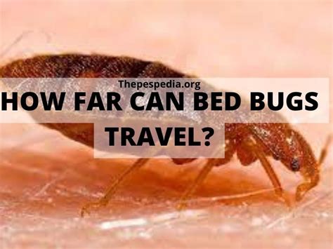 How Do Bed Bugs Spread From One Room To Another