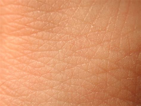The dermis, a fibrous layer that supports and strengthens the epidermis; Dermal | Across Barriers GmbH