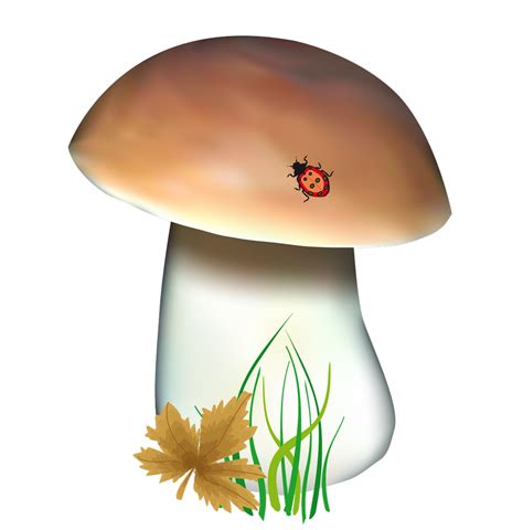 Mushroom clipart realistic, Mushroom realistic Transparent FREE for download on WebStockReview 2020