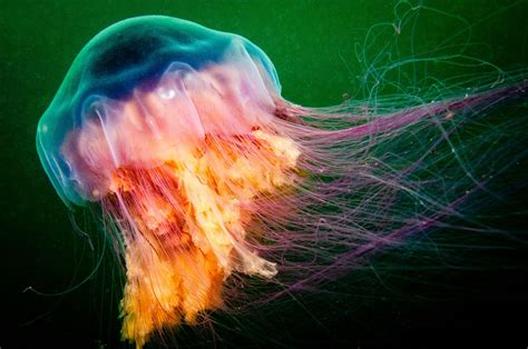 7 Surprising Facts About Jellyfish