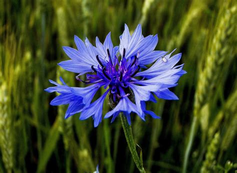 Free Images Nature Blossom Field Meadow Petal Bloom Summer