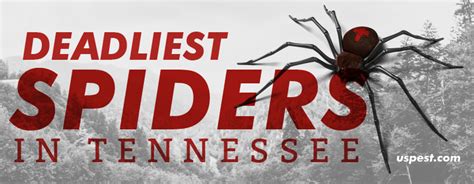 The Deadliest Spiders In Tennessee Us Pest Control Services
