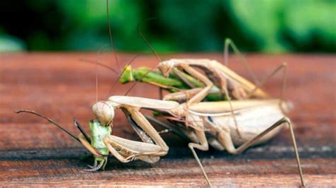 Do Praying Mantis Eat Their Mate School Of Bugs