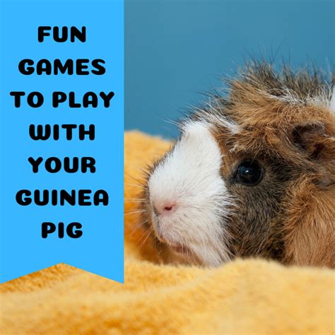 Three Fun Games To Play With Your Guinea Pigs Pethelpful