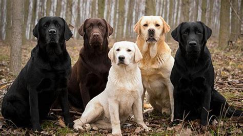 This coat color is produced when a yellow lab inherits a coat dilution gene from both of its parents. Labrador Retriever | Tout sur la race de chien Labrador ...
