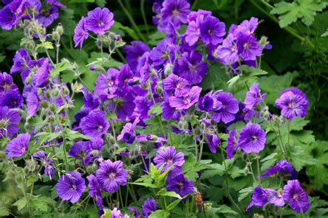 Purple Geraniums — Fotd July 16 Photos By Jez