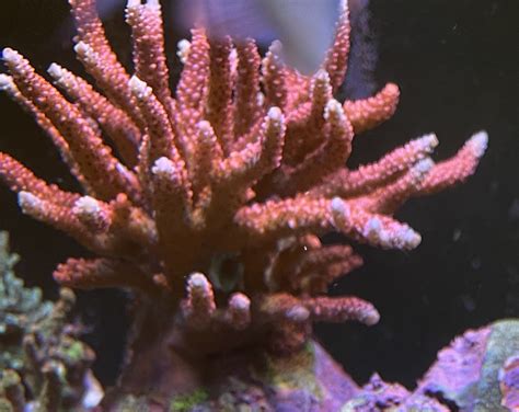 Pc Rainbow Acropora Sps Coral Frag For Sale In Fullerton Ca Offerup