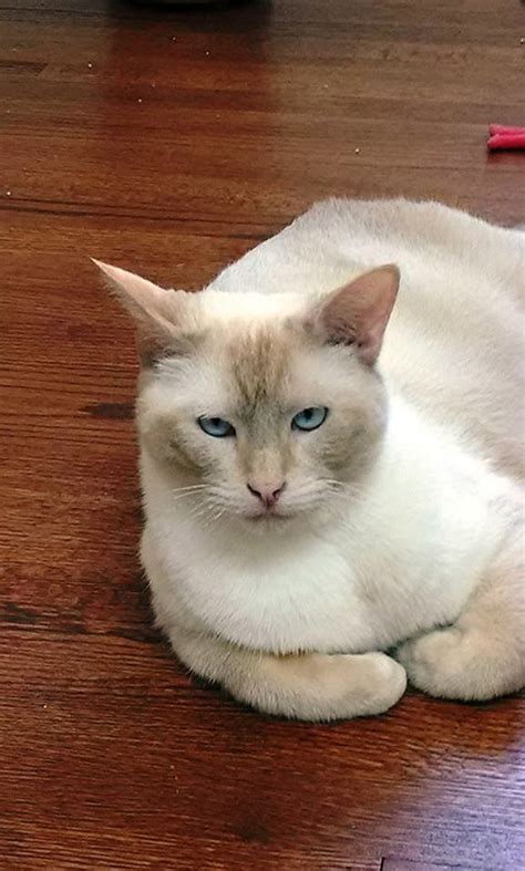 Our friends over at siamese rescue do a wonderful job of matching meezers with the right people. Two-year-old Siamese cat available for adoption | NJ.com