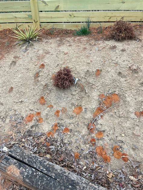 Any Idea What These Holes And Mounds Are They Are All Over My Yard
