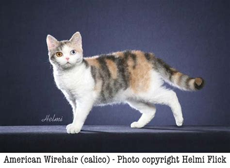 American Shorthair Cat Calico Cat And Dog Lovers