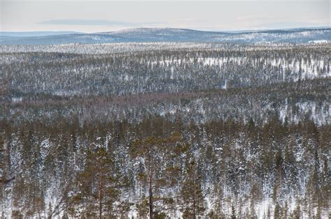 Blick In Die Taiga Foto And Bild Europe Scandinavia Lappland Sápmi