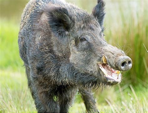 | meaning, pronunciation, translations and examples. Raw meat does not confer 'strength' 12 sick with trichinellosis from wild boar, 2017 | barfblog