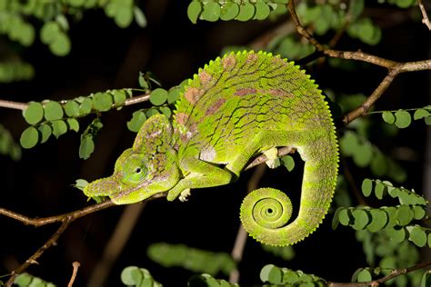 Labords Chameleon Male Furcifer Labordi Kirindy Fores Flickr