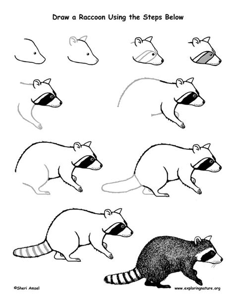 How To Draw A Raccoon Face Step By Step Easydrawingti