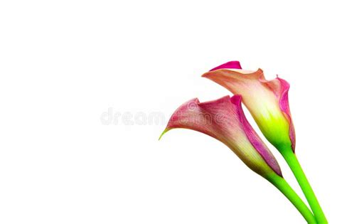 Beautiful Two Toned Sensual Calla Lily Close Up Againstwhite Background
