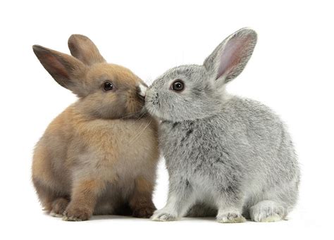 Kissing Rabbits Photograph By Warren Photographic Pixels
