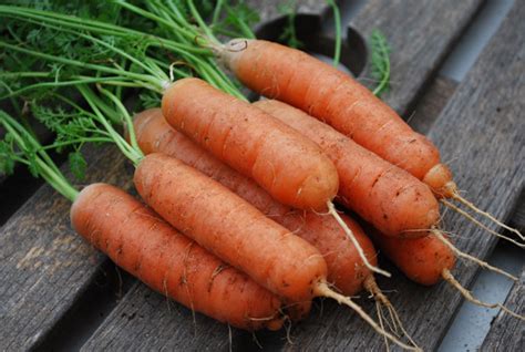Growing Carrots How To Grow Carrots Planting Carrots