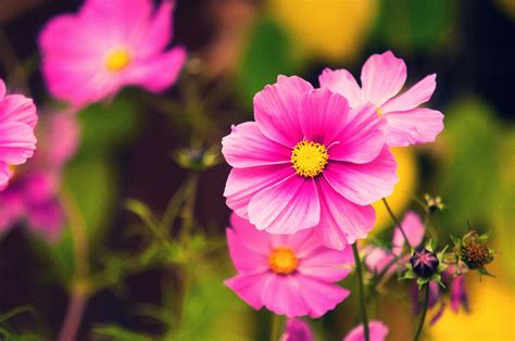 10 Tall Annual Flowers that Make a Strong Impact