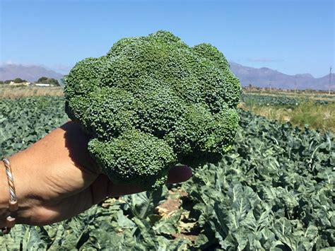 Broccoli F1 Hybrid Tokita 10 Seeds Urban Gardens