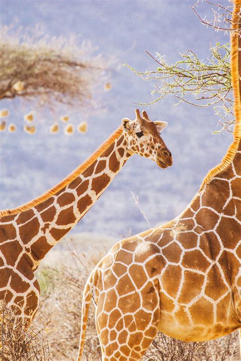 Baby Giraffe Following Its Mother By Stocksy Contributor Acalu