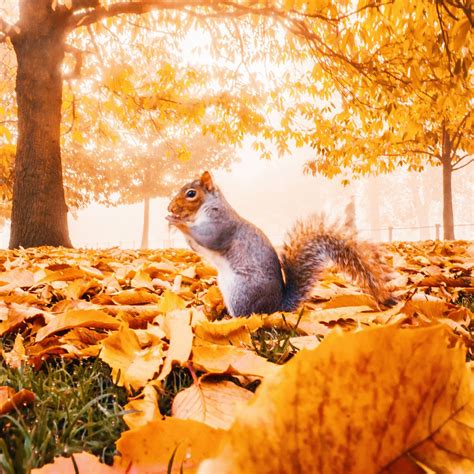 Animals Landscape Photos Fall Tumblr Autumn Photography