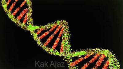 Susunan Dan Fungsi RNA DNA Dan Kromosom Soal UN Dan Pembahasan