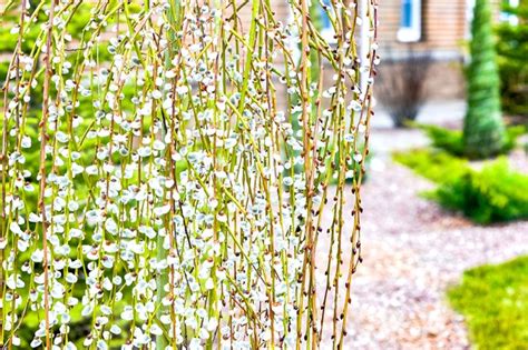 how to plant and care for a pussy willow tree bbc gardeners world magazine