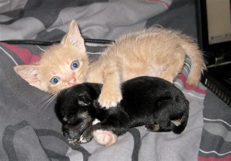 Kitten With Puppy Baby Teh Cute