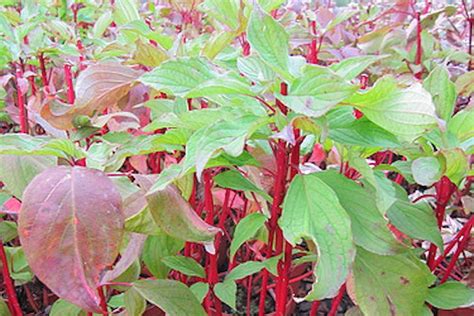 We meet once a month from september through june. Cornus alba BATON ROUGE 'Minbat' - Ballyrobert Gardens
