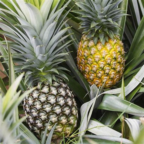 Edible Indoor Pineapple Plant Ananas Comosus