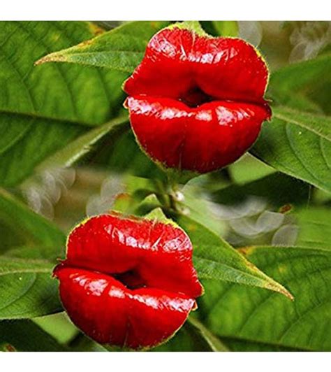 Red Lips Flower Seeds