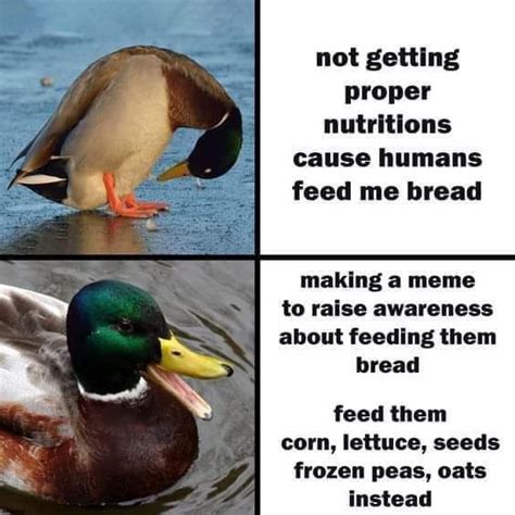 Dont Fucking Feed Ducks Bread Scrolller