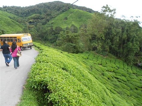 Lokasi di sungai palas, cameron highland. DESTINASI PELANCONGAN : PAHANG CAMERON HiGHLAND: November 2016