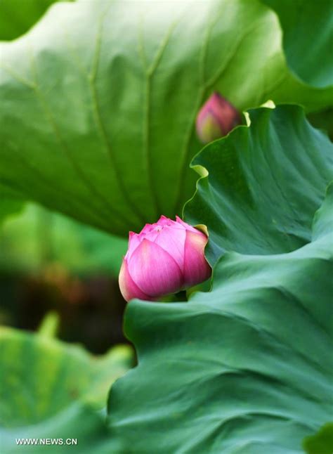 Lotus Flowers Enter Full Blossom Period In Daming Lake Of Jinan