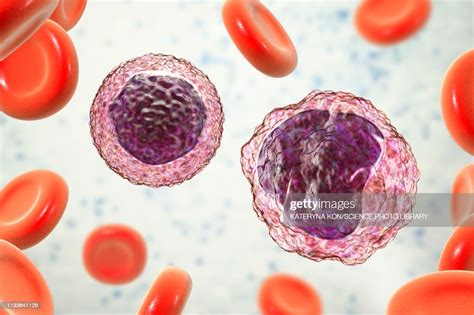 Monocyte And Lymphocyte White Blood Cells Illustration Stock