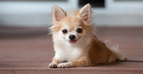 Apple Head Chihuahua Dog Breed Complete Guide A Z Animals